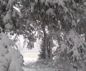 Die Bäume hängen voller Schnee.