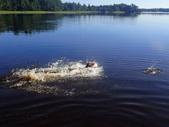 badende Hunde im schwedischen See