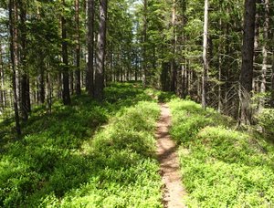 Singletrail im Wald in Schweden